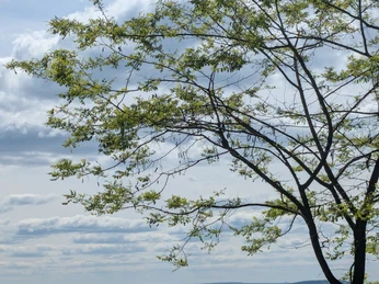 Ausblick Hamburger Hütte Blick über grüne Täler und Felder bei Einbeck, eingerahmt von einem Baum unter leicht bewölktem Himmel.