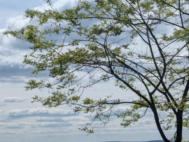 Ausblick Hamburger Hütte Blick über grüne Täler und Felder bei Einbeck, eingerahmt von einem Baum unter leicht bewölktem Himmel.