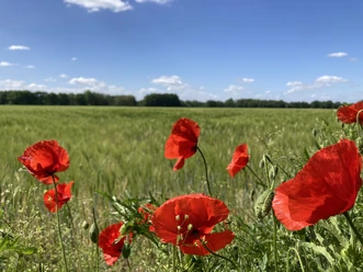 Mohnblumen | Paderborner Land Mohnblumen | Paderborner Land