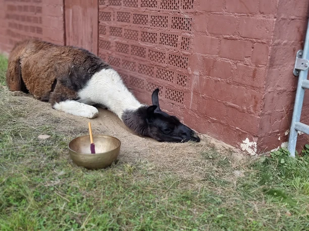 Zorro relaxt mit Klangschale
