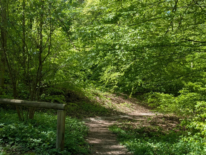 Rastplatz An den Teichen.jpg Sonniger Waldweg mit dichtem Laubdach und naturbelassenem Pfad entlang grüner Vegetation.