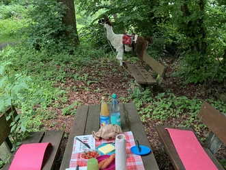 Luisenhof-Lamas_Baffin Picknickpause-quer.jpg