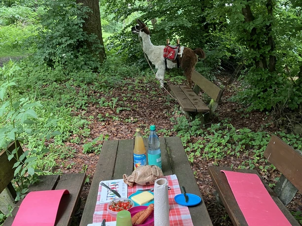 Luisenhof-Lamas_Baffin Picknickpause-quer.jpg