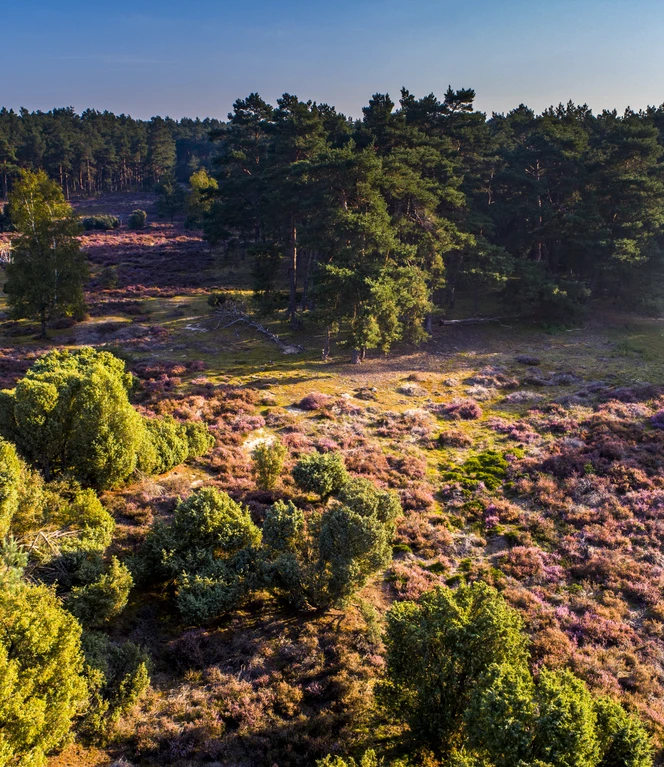 Das Emsland von oben – Wachendorfer Wacholderhain in Lingen (Ems) ©Emsland Tourismus GmbH (3) (1).jpg