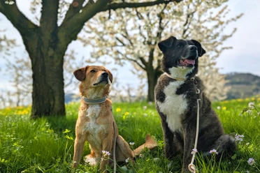 01.schweiz-mit-hund-mai-41d046ce-7a02c253@688ll.jpg