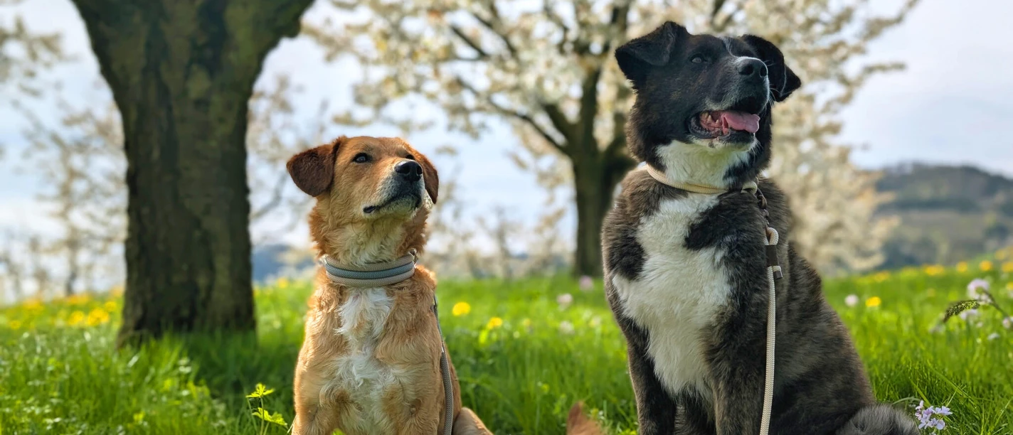 01.schweiz-mit-hund-mai-41d046ce-7a02c253@688ll.jpg