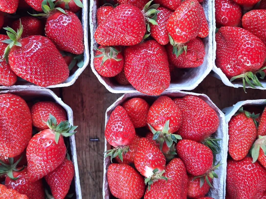 Erdbeeren_Bildrechte Stadt Achern