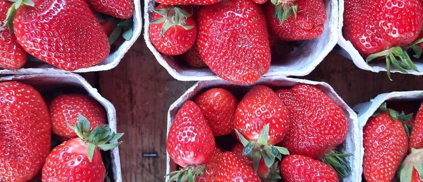 Erdbeeren_Bildrechte Stadt Achern