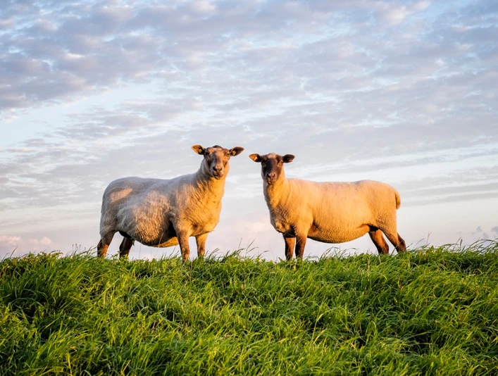 Schafe auf dem Deich