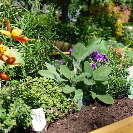 Bauerngarten Rühle in Meppen ©Emsland Tourismus GmbH (8).jpg Beete mit Kräutern und Blumen im Sonnenschein, darunter Rosmarin, Salbei und Thymian.