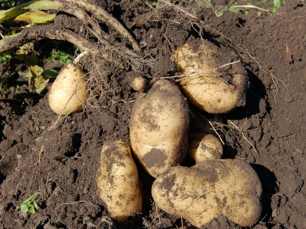 Kartoffeln