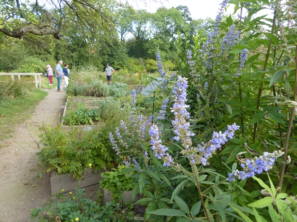 Offene Pforte im Kloster Mariensee Besucher spazieren entlang eines blühenden Klostergartens, flankiert von üppigem Grün und Blumen.