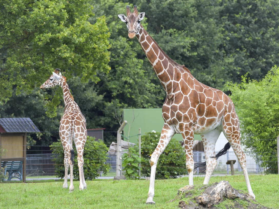 Giraffen-300.jpg