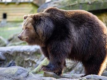 Kamschatka Bär im Wildparl Lüneburger Heide Kamschatka Bär im Wildparl Lüneburger Heide
