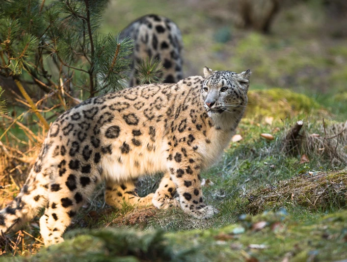Schneeleopard im Wildpark Lüneburger Heide Schneeleopard im Wildpark Lüneburger Heide