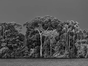 Amazonia Sebastiao Salgado Schwarzweißfotografie von dichten, üppig bewachsenen Amazonas-Bäumen am Flussufer.Black and white photograph of dense, lush Amazon trees on the riverbank.