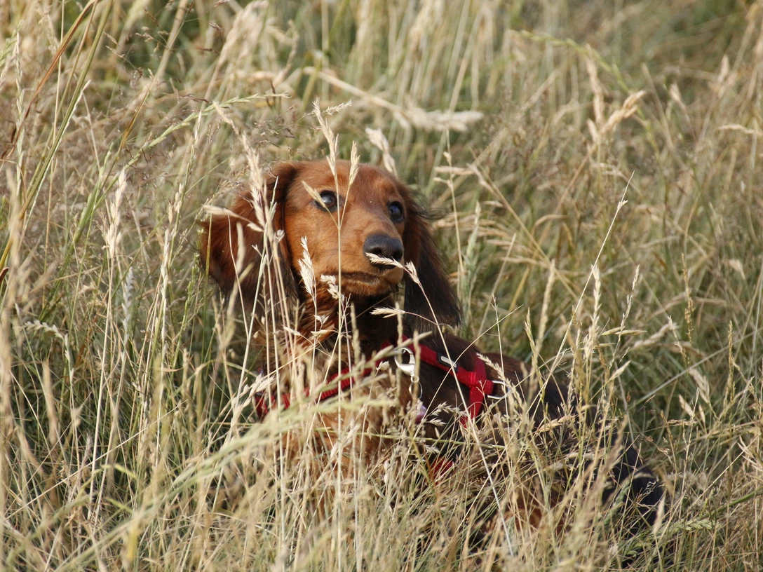 Hund im hohen Gras ©Emsland Tourismus GmbH.jpg