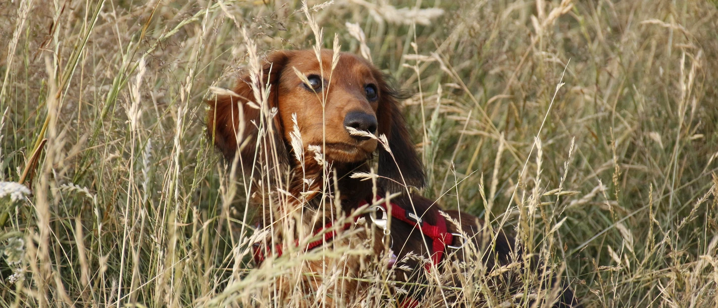 Hund im hohen Gras ©Emsland Tourismus GmbH.jpg Brauner Dackel mit rotem Geschirr liegt im hohen, goldenen Gras und blickt aufmerksam nach vorn.