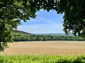 Ausblick Hube_Verlängerung Eichendorfallee Blick über ein offenes Feld mit grünen Baumreihen und sanft ansteigenden Hügeln im Hintergrund.