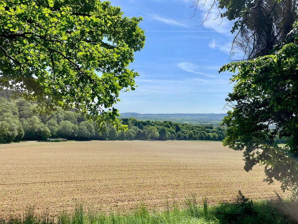 Ausblick von den VitalWegen 6 und 8 Blick über ein weites Feld mit grünen Bäumen am Rand und sanften Hügeln unter blauem Himmel.