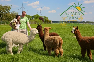Alpakafarmily Familie Petry.png Familie Petry mit vier Alpakas auf einer Weide