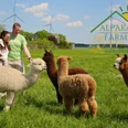 Alpakafarmily Familie Petry.png Familie Petry mit vier Alpakas auf einer Weide