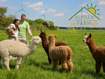 Alpakafarmily Familie Petry.png Familie Petry mit vier Alpakas auf einer Weide