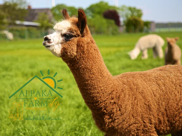 Alpaka Arnold Hellbraumes Alpaka Arnold