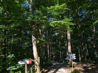 Blackberry Trails_CC-BY_Einbeck Tourismus (1).jpg