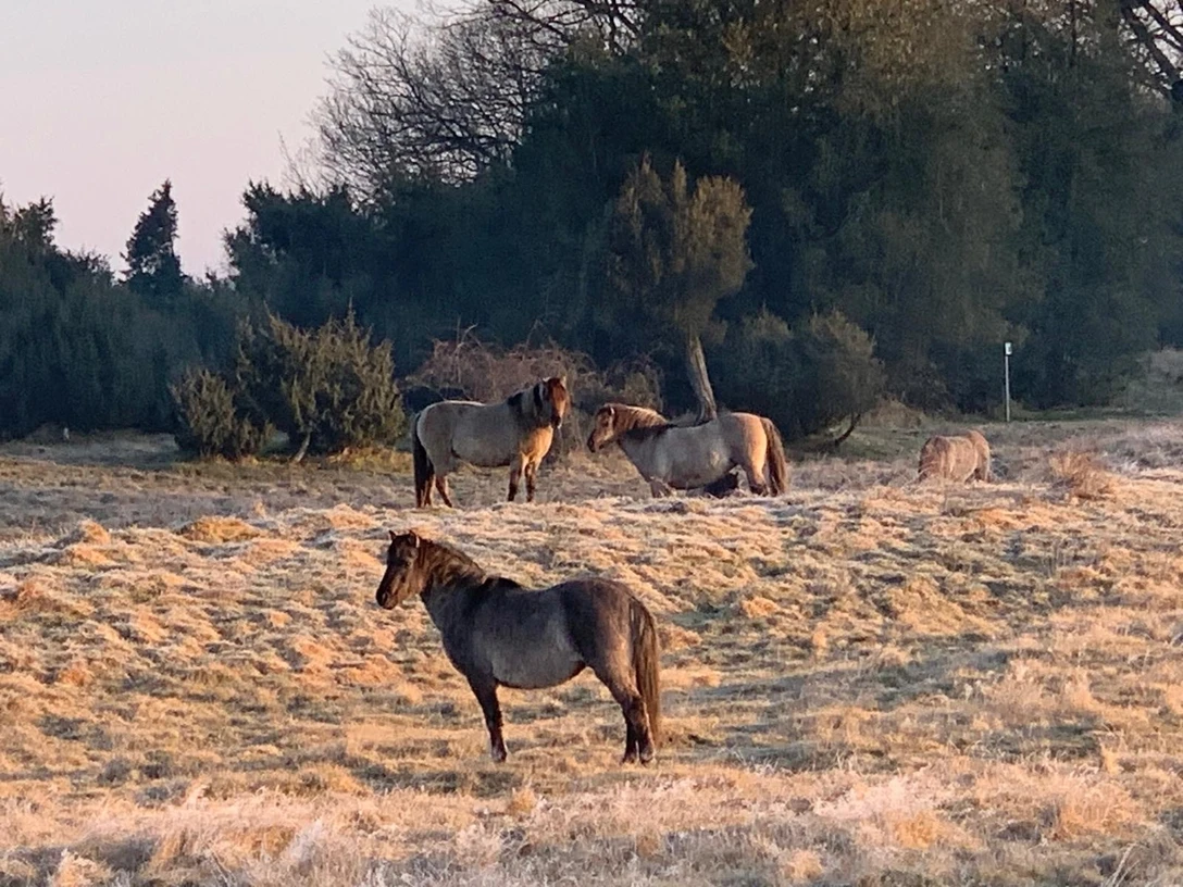 Wacholderhain CC-BY-SA_L.Beelmann.jpg