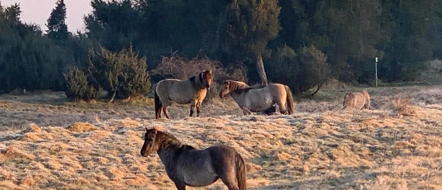 Wacholderhain CC-BY-SA_L.Beelmann.jpg