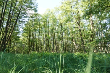 Waldimpressionen Dübener Heide