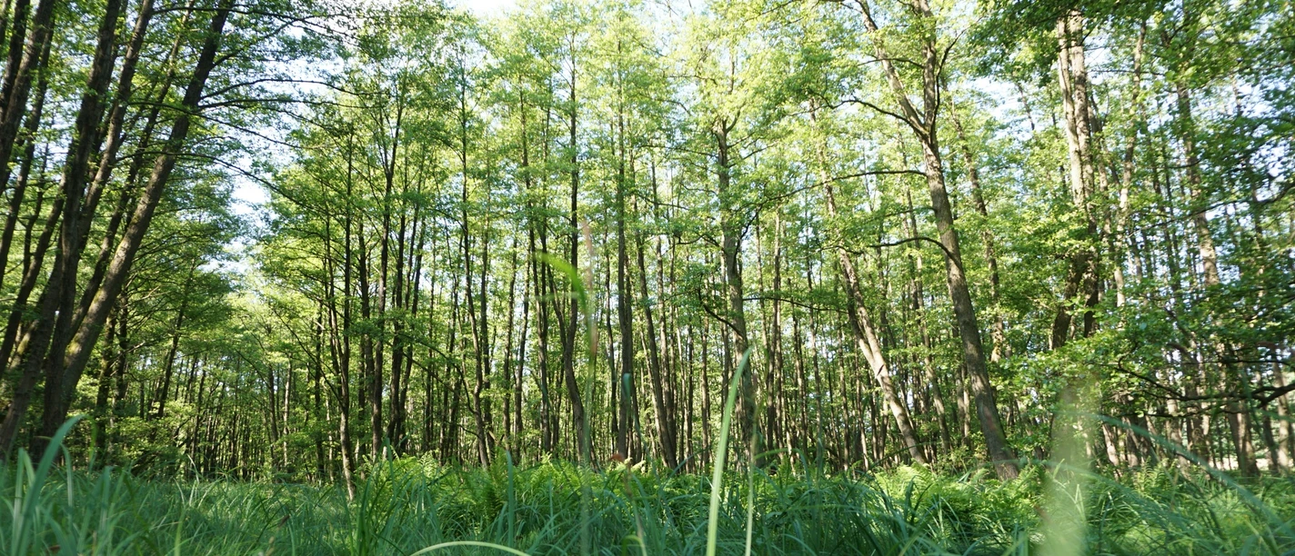 Waldimpressionen Dübener Heide