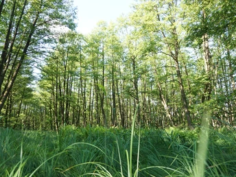 Waldimpressionen Dübener Heide
