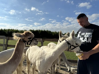 Meet & Greet mit Alpakas Meet & Greet mit Alpakas