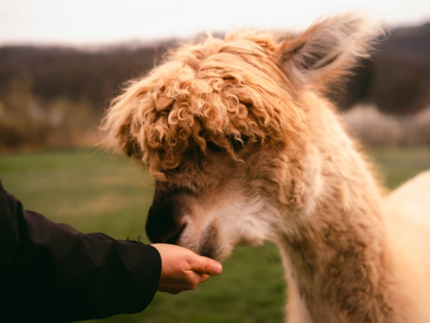 Meet & Greet mit Alpakas - Kerstin Meet & Greet mit Alpakas - Kerstin