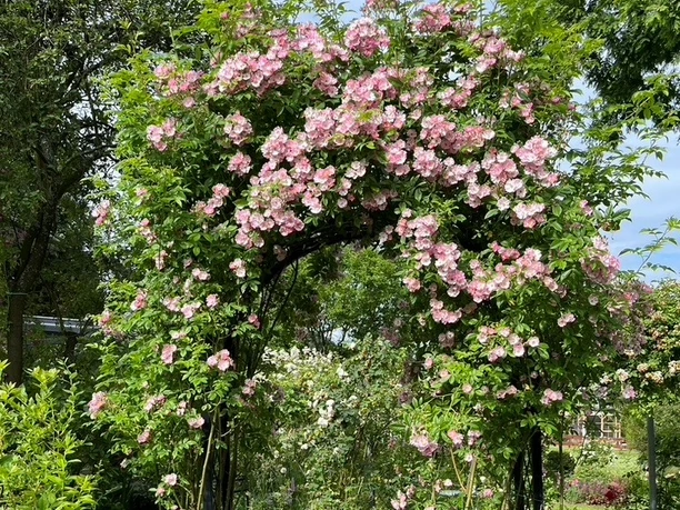 Offener-Rosengarten-Bolz Offener-Rosengarten-Bolz