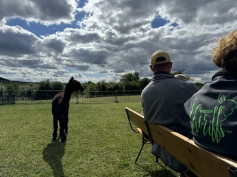 Outdoor Aktiv - Picknick auf der Alpakaweide - Wiesensheriffs Outdoor Aktiv - Picknick auf der Alpakaweide - Wiesensheriffs