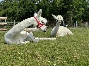 Outdoor Aktiv - Picknick auf der Alpakaweide Outdoor Aktiv - Picknick auf der Alpakaweide