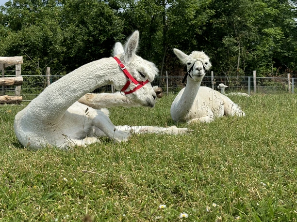 Outdoor Aktiv - Picknick auf der Alpakaweide Outdoor Aktiv - Picknick auf der Alpakaweide