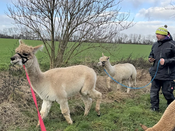 Outdoor Aktiv - Wanderung mit Alpakas Outdoor Aktiv - Wanderung mit Alpakas