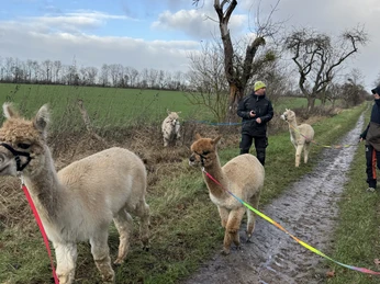 Outdoor Aktiv - Wanderung mit Alpakas Outdoor Aktiv - Wanderung mit Alpakas