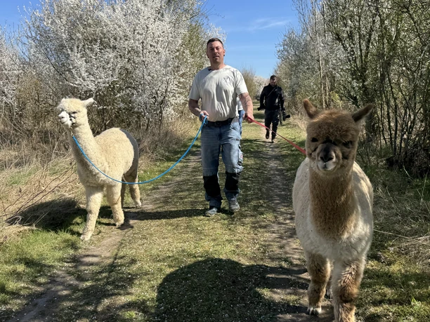 Outdoor Aktiv - Wanderung mit Alpakas Outdoor Aktiv - Wanderung mit Alpakas