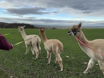 Outdoor Aktiv - Wanderung mit Alpakas Outdoor Aktiv - Wanderung mit Alpakas