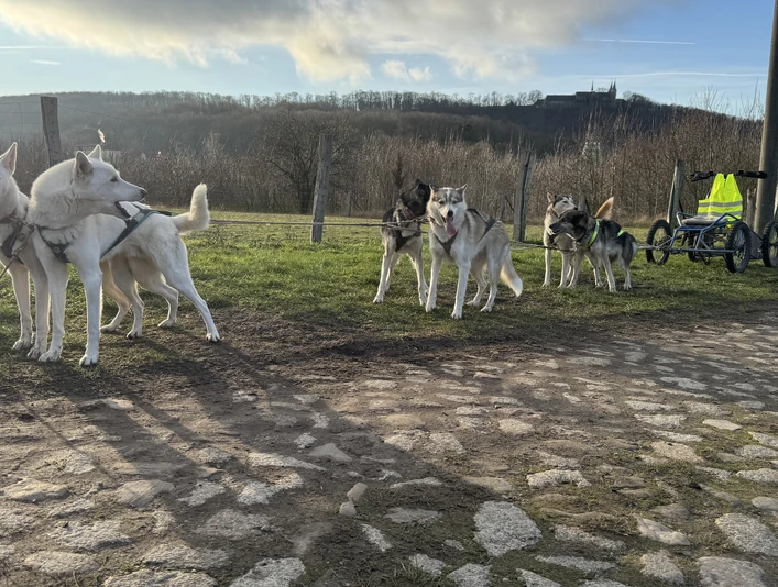 Outdoor Aktiv - Schlittenhundetouren Outdoor Aktiv - Schlittenhundetouren
