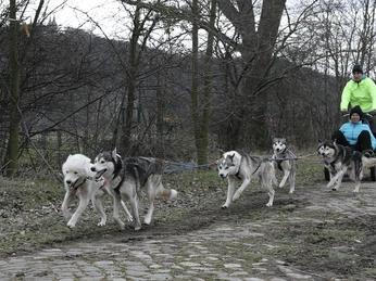 Outdoor Aktiv - Schlittenhundetouren Outdoor Aktiv - Schlittenhundetouren