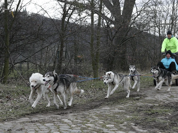 Outdoor Aktiv - Schlittenhundetouren Outdoor Aktiv - Schlittenhundetouren