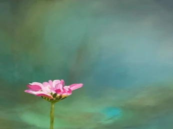 Blume.jpg Das Bild zeigt eine zarte, rosa Blume, die inmitten eines verschwommenen, türkis-grünen Hintergrunds erblüht.