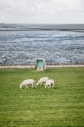 Nordfriesland_Reußenköge_MR_230808_27