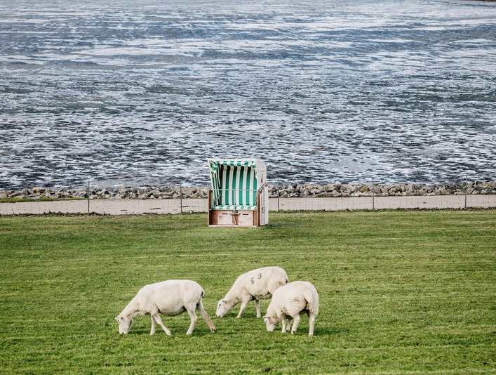Nordfriesland_Reußenköge_MR_230808_27